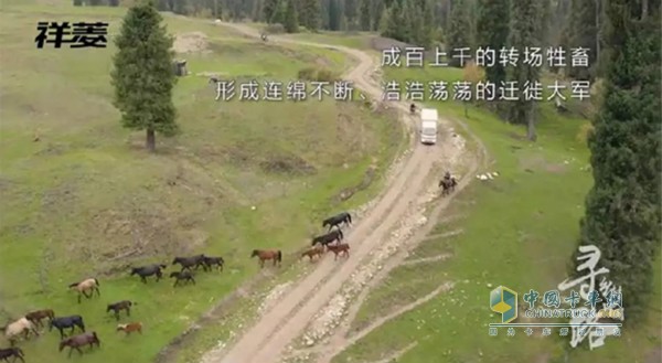 金秋時(shí)節(jié)，新疆哈薩克族牧民開始大面積轉(zhuǎn)場(chǎng)