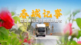 花車相映，比亞迪T5EV見證著云南花海的熱烈