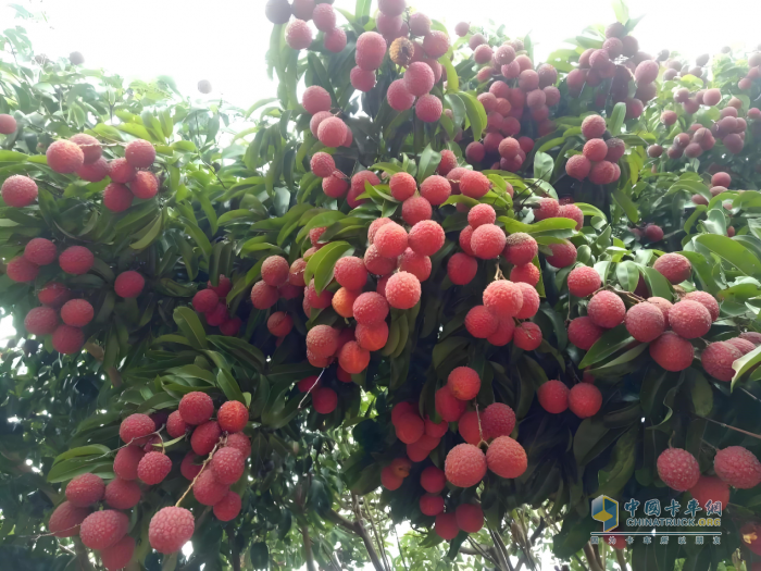 “一騎紅塵妃子笑”新傳：奧鈴北極熊冷藏車(chē)護(hù)航，荔枝鮮甜如初